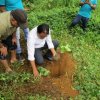 Planting_of_3000_budded_jack