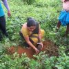 Planting_of_3000_budded_jack
