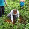 Planting_of_3000_budded_jack